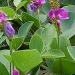 Tiga Jenis Rumput Penjaga Pesisir