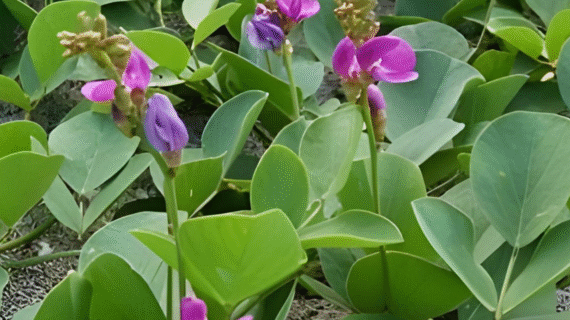 Tiga Jenis Rumput Penjaga Pesisir