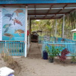 5 dari 7 Jenis Penyu Dunia Pernah Mendarat di Pantai Kembar Terpadu