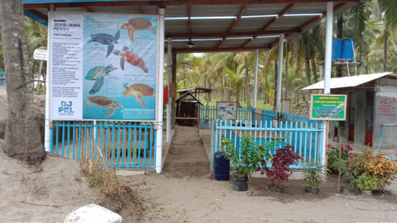 5 dari 7 Jenis Penyu Dunia Pernah Mendarat di Pantai Kembar Terpadu